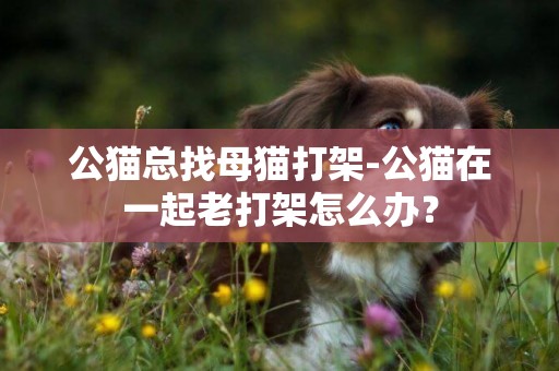 公貓總找母貓打架-公貓在一起老打架怎么辦？