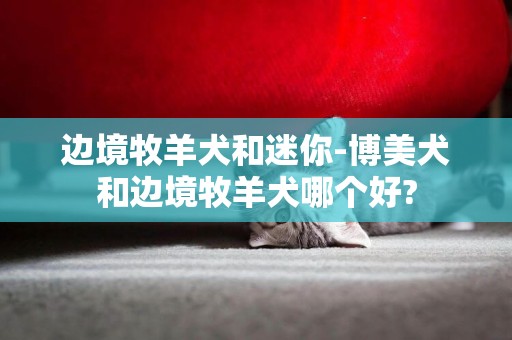 邊境牧羊犬和迷你-博美犬和邊境牧羊犬哪個好?