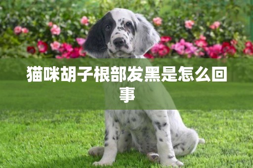 貓咪胡子根部發黑是怎么回事