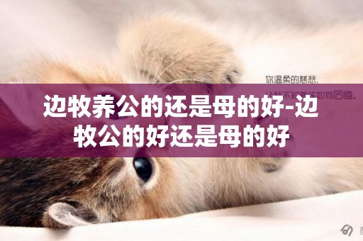 邊牧養公的還是母的好-邊牧公的好還是母的好