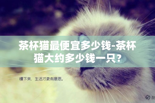 茶杯貓最便宜多少錢-茶杯貓大約多少錢一只？
