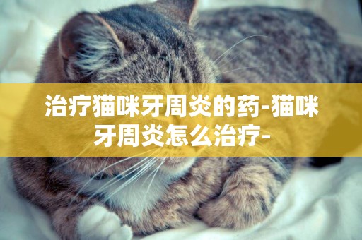 治療貓咪牙周炎的藥-貓咪牙周炎怎么治療-