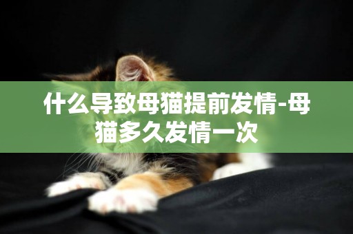 什么導致母貓提前發情-母貓多久發情一次