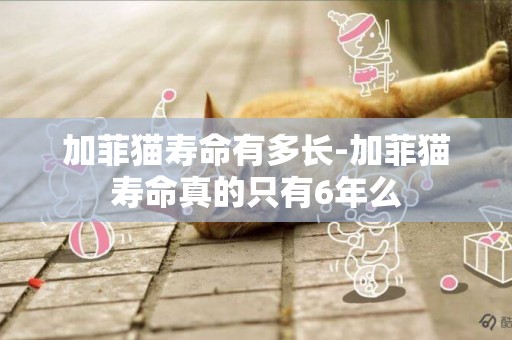 加菲貓壽命有多長-加菲貓壽命真的只有6年么