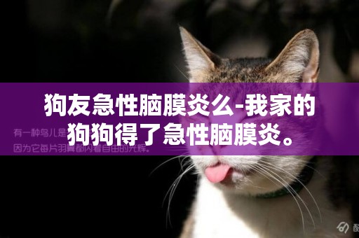 狗友急性腦膜炎么-我家的狗狗得了急性腦膜炎。