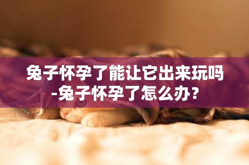 兔子懷孕了能讓它出來玩嗎-兔子懷孕了怎么辦？