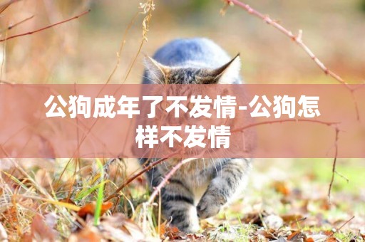 公狗成年了不發情-公狗怎樣不發情