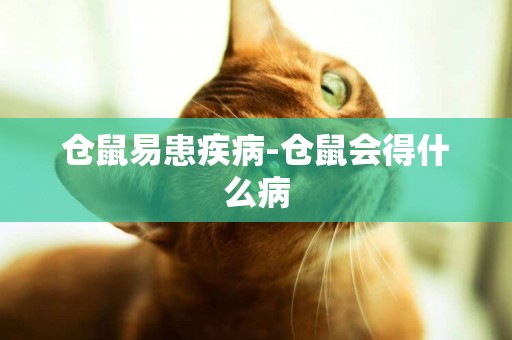 倉鼠易患疾病-倉鼠會得什么病
