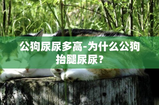 公狗尿尿多高-為什么公狗抬腿尿尿？