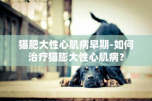 貓肥大性心肌病早期-如何治療貓膨大性心肌病？