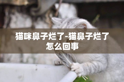貓咪鼻子爛了-貓鼻子爛了怎么回事