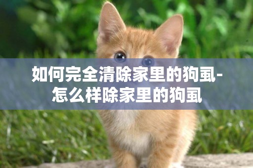 如何完全清除家里的狗虱-怎么樣除家里的狗虱