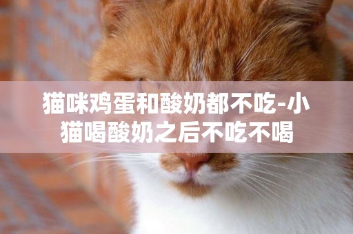 貓咪雞蛋和酸奶都不吃-小貓喝酸奶之后不吃不喝
