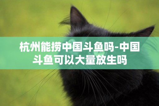 杭州能撈中國斗魚嗎-中國斗魚可以大量放生嗎
