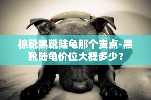 棕靴黑靴陸龜那個貴點-黑靴陸龜價位大概多少？