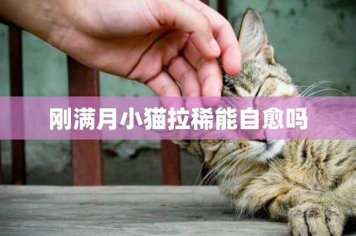 剛滿月小貓拉稀能自愈嗎