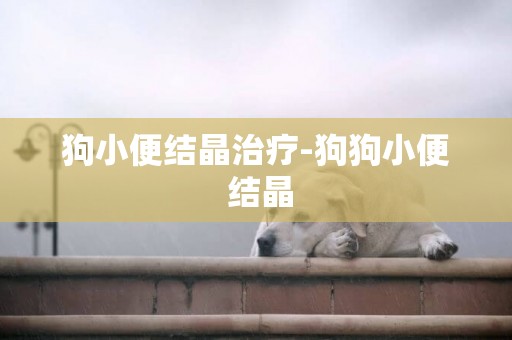 狗小便結晶治療-狗狗小便 結晶