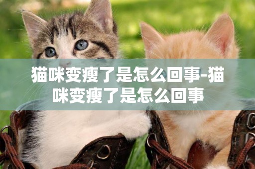 貓咪變瘦了是怎么回事-貓咪變瘦了是怎么回事