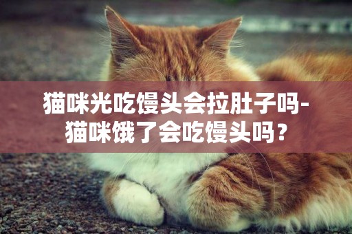 貓咪光吃饅頭會拉肚子嗎-貓咪餓了會吃饅頭嗎？