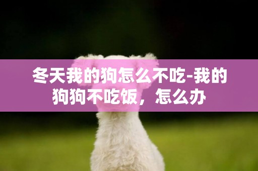 冬天我的狗怎么不吃-我的狗狗不吃飯，怎么辦