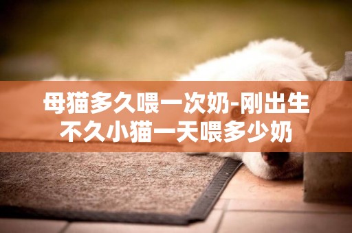 母貓多久喂一次奶-剛出生不久小貓一天喂多少奶
