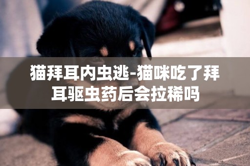 貓拜耳內蟲逃-貓咪吃了拜耳驅蟲藥后會拉稀嗎