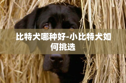 比特犬哪種好-小比特犬如何挑選