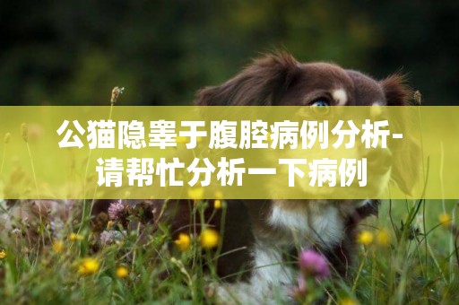 公貓隱睪于腹腔病例分析-請幫忙分析一下病例