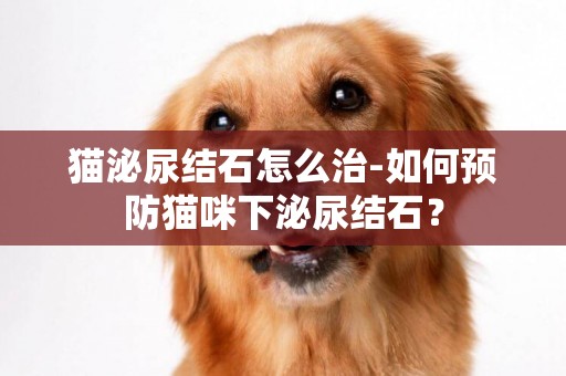 貓泌尿結石怎么治-如何預防貓咪下泌尿結石？