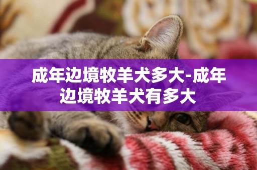 成年邊境牧羊犬多大-成年邊境牧羊犬有多大