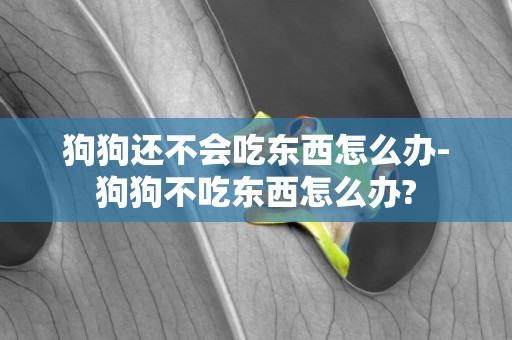 狗狗還不會吃東西怎么辦-狗狗不吃東西怎么辦?