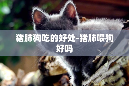 豬肺狗吃的好處-豬肺喂狗好嗎