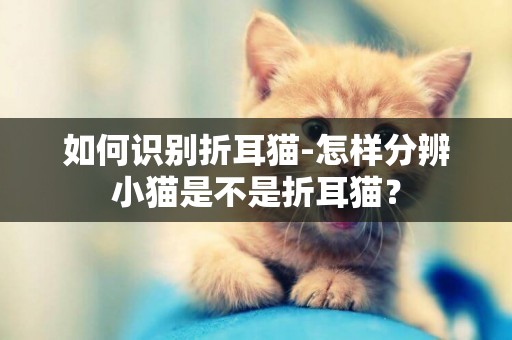 如何識別折耳貓-怎樣分辨小貓是不是折耳貓？