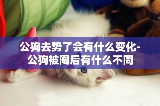 公狗去勢了會有什么變化-公狗被閹后有什么不同