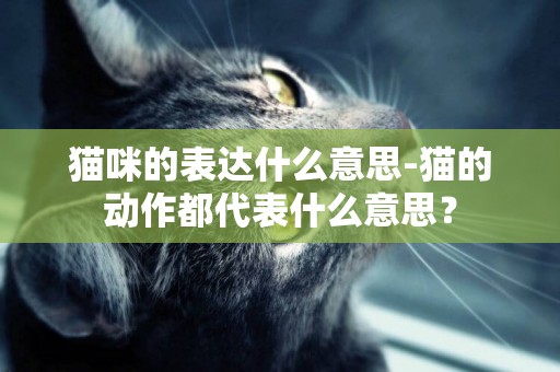 貓咪的表達什么意思-貓的動作都代表什么意思？