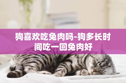 狗喜歡吃兔肉嗎-狗多長時間吃一回兔肉好