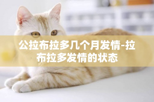 公拉布拉多幾個月發情-拉布拉多發情的狀態