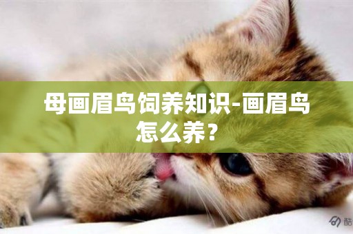 母畫眉鳥飼養知識-畫眉鳥怎么養？