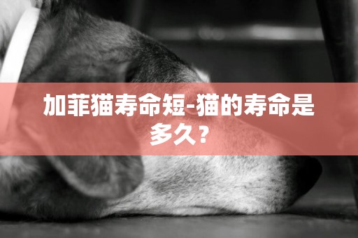 加菲貓壽命短-貓的壽命是多久？