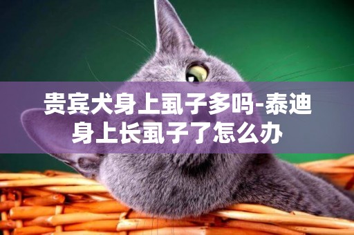 貴賓犬身上虱子多嗎-泰迪身上長虱子了怎么辦