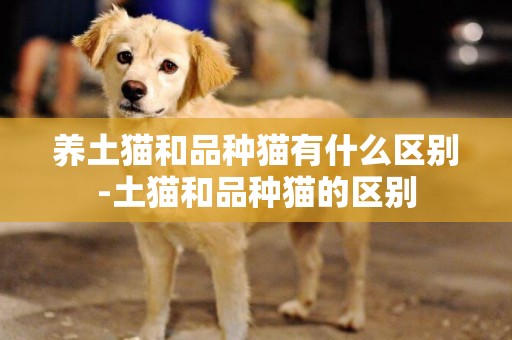 養土貓和品種貓有什么區別-土貓和品種貓的區別