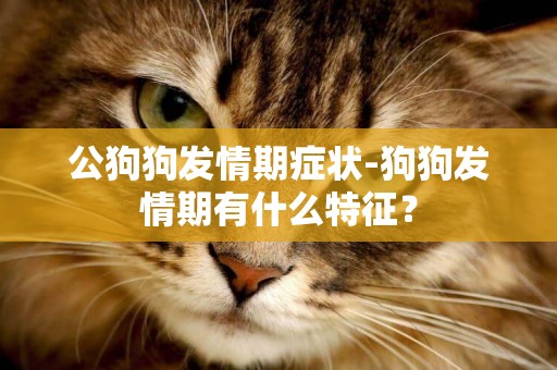 公狗狗發情期癥狀-狗狗發情期有什么特征？