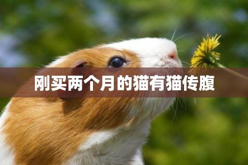 剛買兩個月的貓有貓傳腹