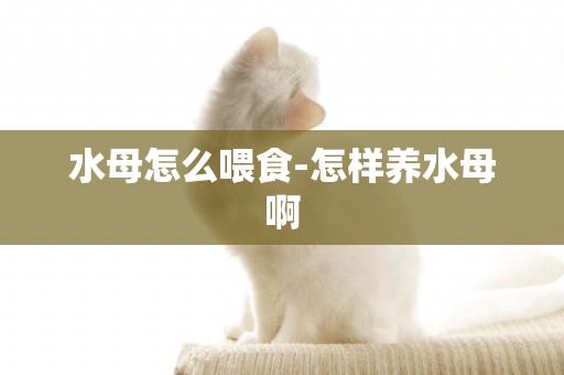 水母怎么喂食-怎樣養水母啊