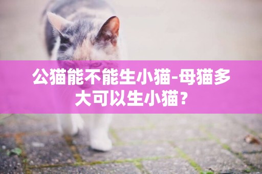 公貓能不能生小貓-母貓多大可以生小貓？