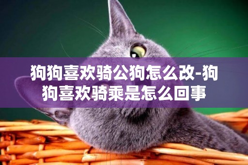 狗狗喜歡騎公狗怎么改-狗狗喜歡騎乘是怎么回事