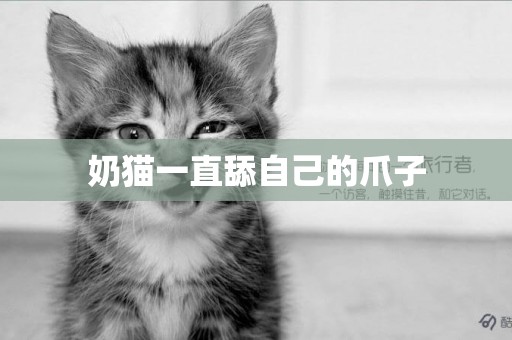 奶貓一直舔自己的爪子