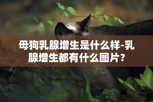 母狗乳腺增生是什么樣-乳腺增生都有什么圖片？