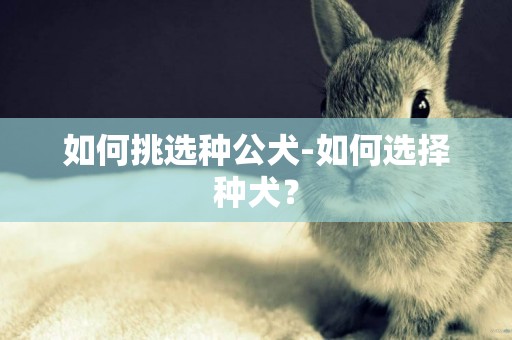 如何挑選種公犬-如何選擇種犬？