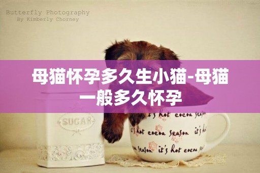 母貓懷孕多久生小貓-母貓一般多久懷孕